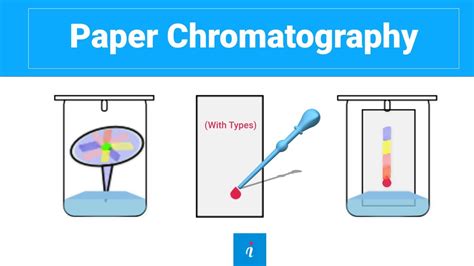 chromatography animation|Paper chromatography .